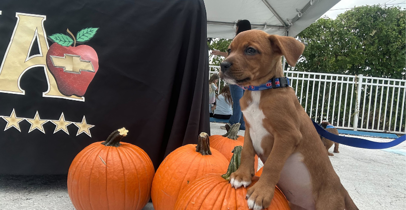 Dog Adoption Event